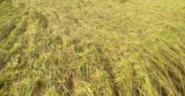 গলাচিপায় ঘূর্ণিঝড় জাওয়াদের প্রভাবে অসময় বৃষ্টি হওয়ায় কৃষকের স্বপ্ন ভঙ্গ