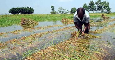ঘূর্নিঝড় জাওয়াদের প্রভাবে ঝিনাইদহে কৃষকদের স্বপ্ন এখন পানির নিচে!