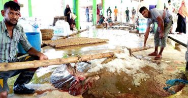 জেলেদের জালে ধরা পড়েছে বিশাল আকৃতির শাপলা পাতা মাছ