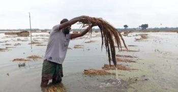 শার্শা দুদিনের টানা বৃষ্টিতে কৃষকের ফসল পানিতে