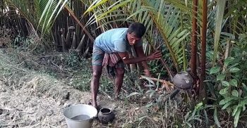 গোলগাছ দক্ষিণাঞ্চলের অর্থকারী ফসল:  ডগা থেকে বেরিয়ে আসছে মিষ্টি রস