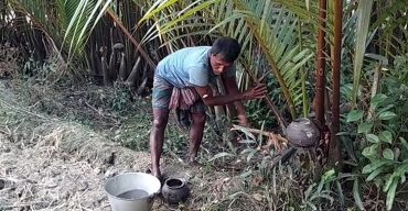 গোলগাছ দক্ষিণাঞ্চলের অর্থকারী ফসল:  ডগা থেকে বেরিয়ে আসছে মিষ্টি রস