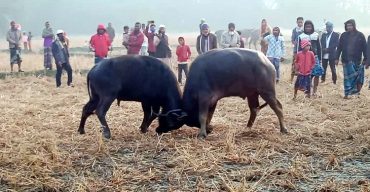 পটুয়াখালীর কলাপাড়ায় ঐতিহ্যবাহী মহিষের লড়াই অনুষ্ঠিত