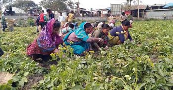 খানসামায় আলুর বাম্পার ফলন হলেও দামে হতাশ চাষিরা
