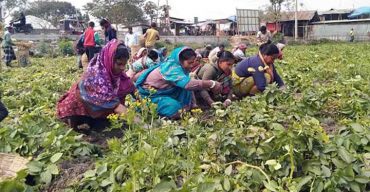 খানসামায় আলুর বাম্পার ফলন হলেও দামে হতাশ চাষিরা