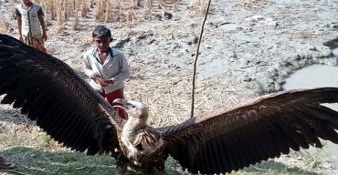 ধান ক্ষেত থেকে ক্ষুদার্থ বিরল প্রজাতির শকুন উদ্ধার