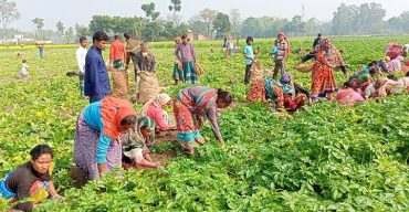 ঠাকুরগাঁওয়ে আলু ৮ টাকা কেজি দরে বিক্রয়