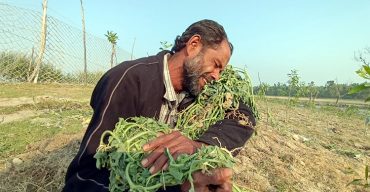 কলাপাড়ায় উপড়ে ফেলেছে কৃষকের ১০ হাজার তরমুজ গাছ