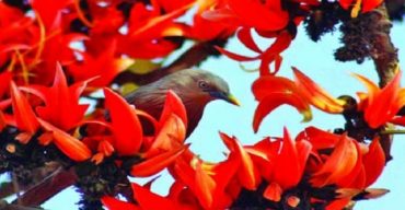 আজ পহেলা ফাল্গুন, ঋতুরাজ বসন্তের আগমন