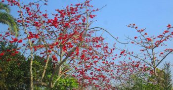 ঝিনাইদহে গাছে গাছে শিমুল ফুল, পাখির কলরবে মুখরিত জনপদ!