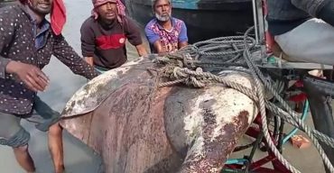 সুন্দরবনে জেলের জালে ধরা পড়েছে শাপলাপাতা মাছ