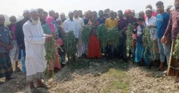 সাড়ে ৬ হাজার তরমুজ গাছ কেটে ফেলল দুর্বৃত্তরা