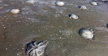 কুয়াকাটার সৈকতে আবারো ভেসে এসেছে জেলিফিশ