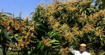 গাছে গাছে আমের মুকুল দশমিনায় ছড়াচ্ছে পাগল করা গন্ধ