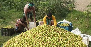 বরই চাষে ভাগ্যবদল মফিজের (ভিডিও)