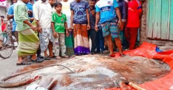 গলাচিপায় জেলের জালে ধরা পড়ল ২০ মণের শাপলা পাতা মাছ