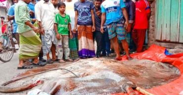 গলাচিপায় জেলের জালে ধরা পড়ল ২০ মণের শাপলা পাতা মাছ