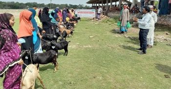 কলাপাড়ায় সহিংসতা নিরসনে নারীদের মাঝে ছাগল বিতরণ