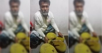 গলাচিপায় শত্রুতার রোষাণলে গাছের কাঁঠাল