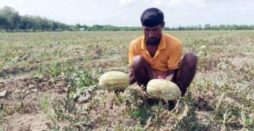 রাঙ্গাবালীতে তরমুজে সর্বনাশা রোগ