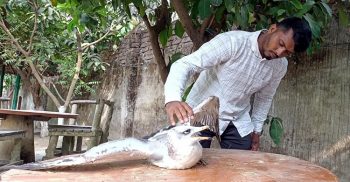 অতিথি পাখিটি চিকিৎসা চলছে কুয়াকাটা বন্যপ্রানী নোঙ্গর খানায়