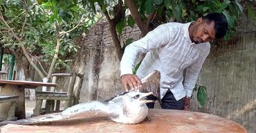 অতিথি পাখিটি চিকিৎসা চলছে কুয়াকাটা বন্যপ্রানী নোঙ্গর খানায়