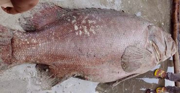 সেন্টমার্টিনে ধরা পড়ল ১৫০ কেজি ওজনের কোরাল মাছ