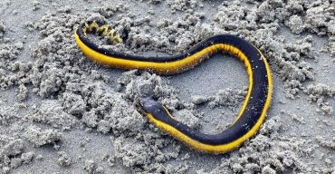 কুয়াকাটা সৈকতে দেখা মিলেছে বিরল প্রজাতির সাপ