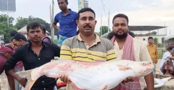 দৌলতদিয়া ফেরি ঘাট এলাকার পদ্মায় ধরা পড়ল ৮ কেজি ঢাই মাছ