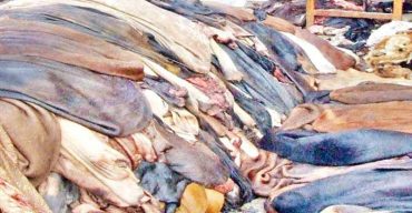 কোরবানির চামড়া প্রতি বর্গফুট গরুর ৪৭, খাসি ‌১৮ টাকা নির্ধারণ