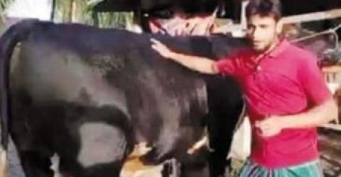 ৮ লাখে বিক্রি হবে ২৫ মণ ওজনের পটুয়াখালীর কিং