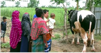 ঝিনাইদহের ৪০ মণ ওজনের “দাদারাজ” কাঁপাবে কোরবানির হাট