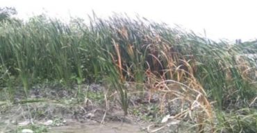 গলাচিপায় ঐতিহ্যবাহী গ্রামীন শিল্প হোগল পাতা বিলুপ্তির পথে