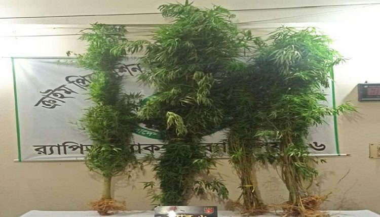 ঝিনাইদহের কোটচাঁদপুর থেকে ৩০টি তাঁজা গাঁজা গাছসহ ব্যাবসায়ি আটক