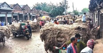 শৈলকুপায় পাট নিয়ে বিপাকে পাটচাষিরা বাজার জমে উঠলেও দামে হতাশ চাষিরা!
