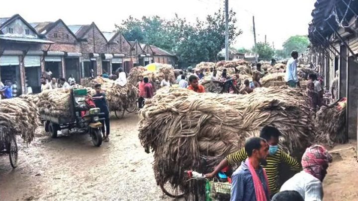 শৈলকুপায় পাট নিয়ে বিপাকে পাটচাষিরা বাজার জমে উঠলেও দামে হতাশ চাষিরা!