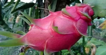 অজোপাড়াগাঁয় ড্রাগন চাষ।। সফলতা পেয়েছেন এক চাষী
