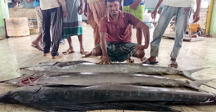 কুয়াকাটায় এবার জেলের জালে ধরা পড়লো সেইল ফিশ
