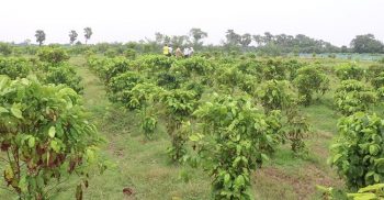 সৌদি খেজুরের বাগান করে বছরে ৩০ লক্ষ টাকা আয়ের প্রত্যাশা করছেন শিক্ষিত বেকার যুবকরা