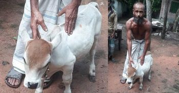 যশোরে ১৭ ইঞ্চি একটি গরুর দাম ৫ লাখ টাকা