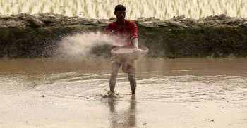 সারের বাজারে নৈরাজ্য উৎপাদন কমবে আমদানি বাড়বে