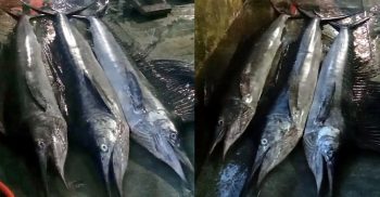 এক জেলের জালে ধরা পড়লো ৩ টি সেইল ফিস