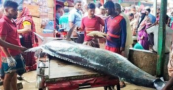 জেলেদের জালে এবার ধরা পড়লো ব্লাক মার্লিন মাছ