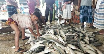 জেলেদের জালে ধরা পড়েছে ৩৫ মণ ইলিশ: বিক্রি হয়েছে ১০ লাখ