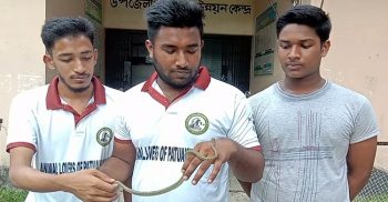 কলাপাড়ায় বিলপ্ত প্রজাতির সাপ উদ্ধার