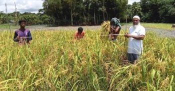 দশমিনায় আউশ ধানের বাম্পার ফলন