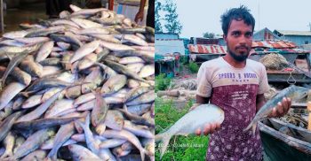 কুয়াকাটা ক্ষুদ্র জেলেরা আনন্দে ভাসছে