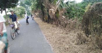 সাপাহারে বজ্রপাত প্রতিরোধে রোপণকৃত তালগাছ বিষদিয়ে মেরে ফেলা হচ্ছে