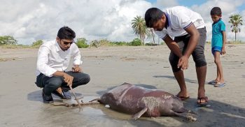 কুয়াকাটা সৈকতে ভেসে এসেছে মৃত ডলফিন