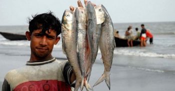 আজ মধ্যরাতে শেষ হচ্ছে ইলিশ ধরার নিষেধাজ্ঞা